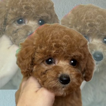 トイプードル(トイ)【埼玉県・女の子・2024年11月24日・アプリコット】の写真「顔がかわいい💛」