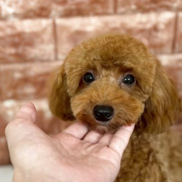 タイニープードル【埼玉県・男の子・2024年11月24日・レッド】の写真「賢くておっとりしているので、穏やかに過ごせる僕☺️」