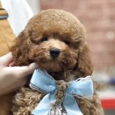 ミニチュアプードル