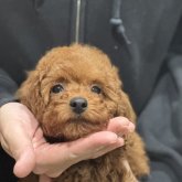 トイプードル(トイ)