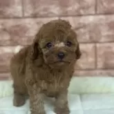 タイニープードル