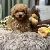 トイプードル(トイ)