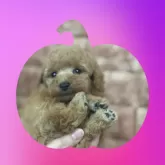 タイニープードル