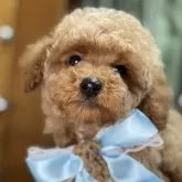 トイプードル(トイ)【埼玉県・男の子・2024年10月12日・アプリコット】の写真1