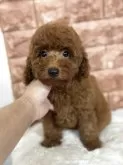 ミニチュアプードル【埼玉県・男の子・2025年4月23日・レッド】の写真2