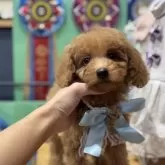 トイプードル(トイ)【埼玉県・男の子・2024年10月5日・アプリコット】の写真5