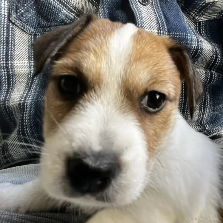 ID：2211-02157の子犬