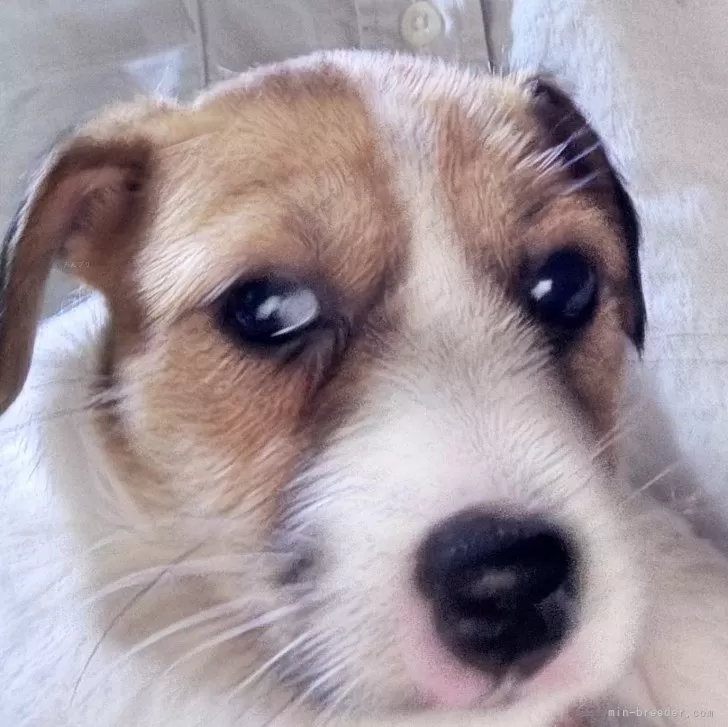 ID：2404-03557の子犬