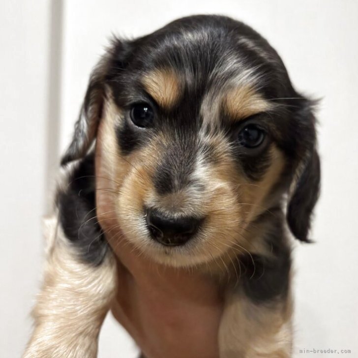 KOSEN ダックスフンド　モヘア　値下げ不可 バルーン 7月29日子犬の出産 ダックスフンド 子犬 ブリーダー