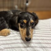 ミニチュアダックスフンド(ロング)