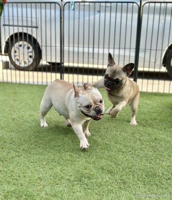 【中古】 ２本足の犬 １/集英社/川崎のぞみ Amazon.co.jp: 2本足の犬 1 (マーガレットコミックス) : 本