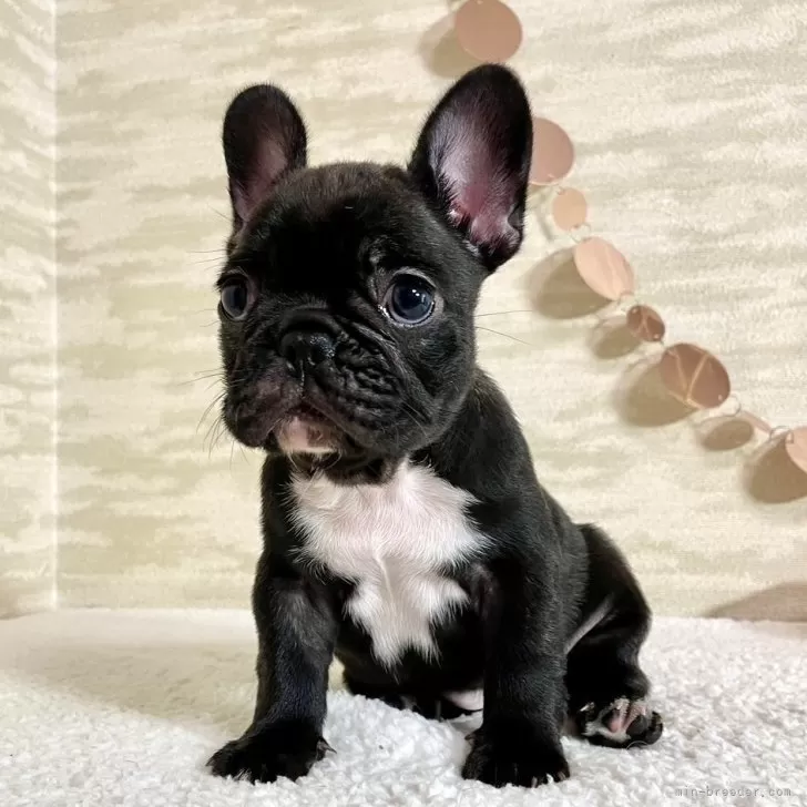 Y.K 様のお迎えした子犬