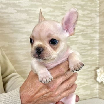 フレンチブルドッグ【香川県・男の子・2025年10月14日・クリーム】の写真「とっても元気なおチビ君❤️」