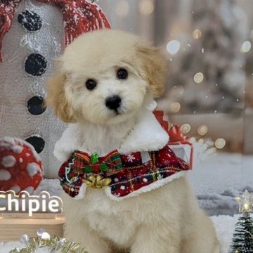 タイニープードル【香川県・男の子・2025年7月26日・ペールフォーン】の写真「【即お迎え可】超絶ベビーフェイスのイケワンくん♡」