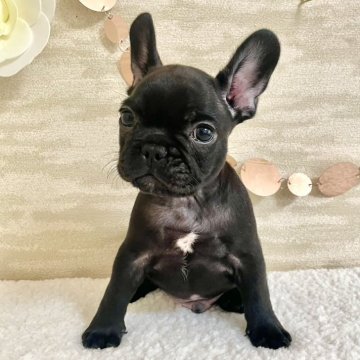 フレンチブルドッグ【香川県・男の子・2025年10月14日・ブリンドル】の写真「骨格◎！わんぱくイケワン君❤️」