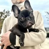 フレンチブルドッグ【香川県・女の子・2024年11月1日・ブリンドル】の写真1「超絶美人さんです♡」