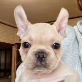 フレンチブルドッグ