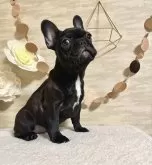 フレンチブルドッグ【香川県・女の子・2024年11月1日・ブリンドル】の写真2