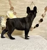 フレンチブルドッグ【香川県・女の子・2024年11月1日・ブリンドル】の写真3