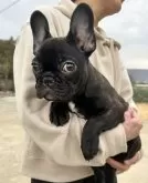 フレンチブルドッグ【香川県・女の子・2024年11月1日・ブリンドル】の写真4