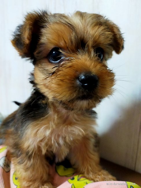 マルキー マルチーズとヨーキーのミックス 静岡県 男の子 21年7月28日 ブラウン イケメンな顔立ちと艶のある毛質 みんなのブリーダー 子犬id 2109 マルキー マルチーズとヨーキーのミックス 静岡県 男の子 21年7月28日 ブラウン イケメンな顔立ちと艶のある毛質 みんなのブリーダー 子犬id 2109