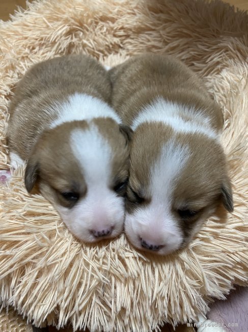 当犬舎で生まれたコーギーちゃん｜渡辺　幸子(わたなべ　さちこ)ブリーダー(福島県・フレンチブルドッグなど・JKC登録)の紹介写真2