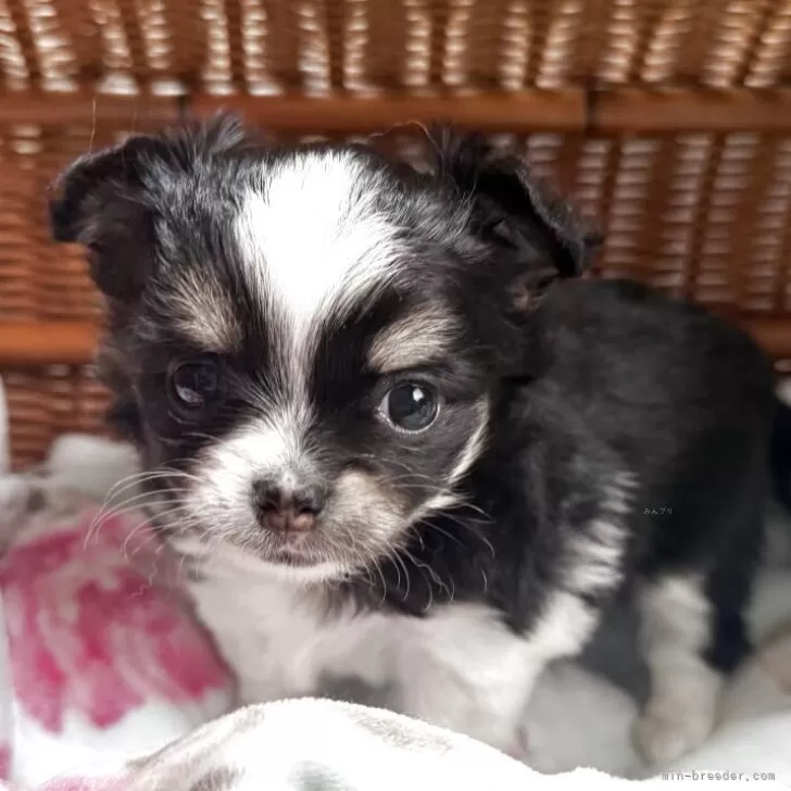 M.H 様のお迎えした子犬