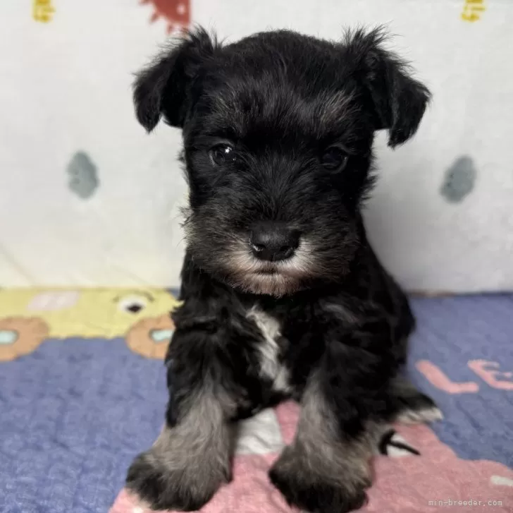 ID：2503-00554の子犬