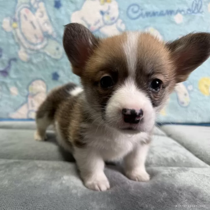 ID：2502-05840の子犬