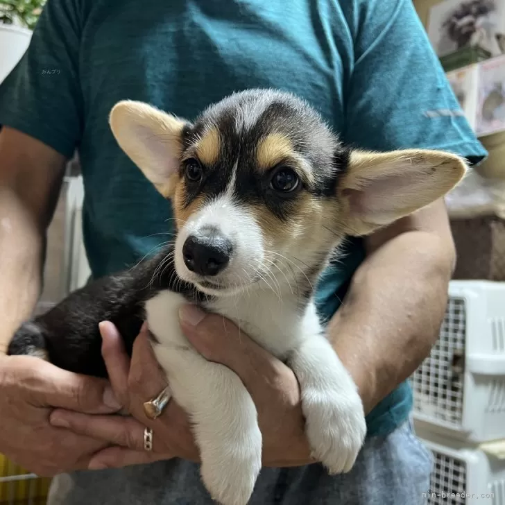 ID：2410-04202の子犬
