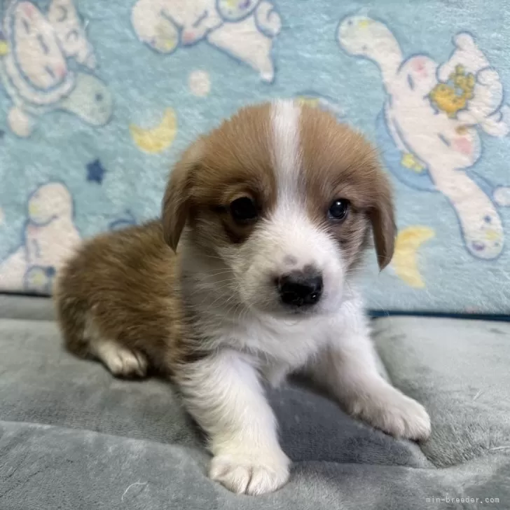 kahy 様のお迎えした子犬