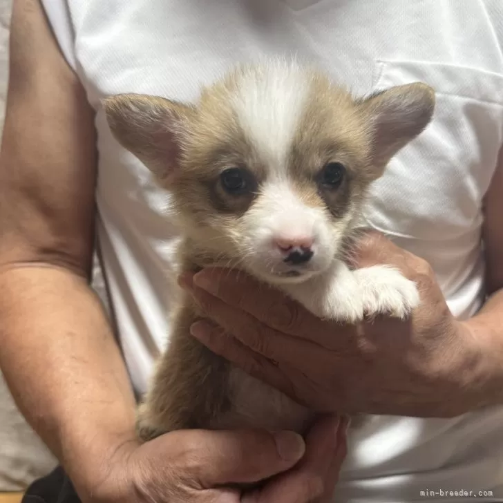 ID:2505-01432の子犬