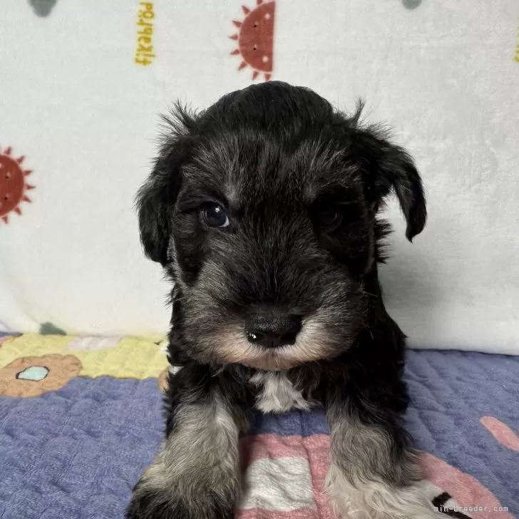 Y.S 様のお迎えした子犬