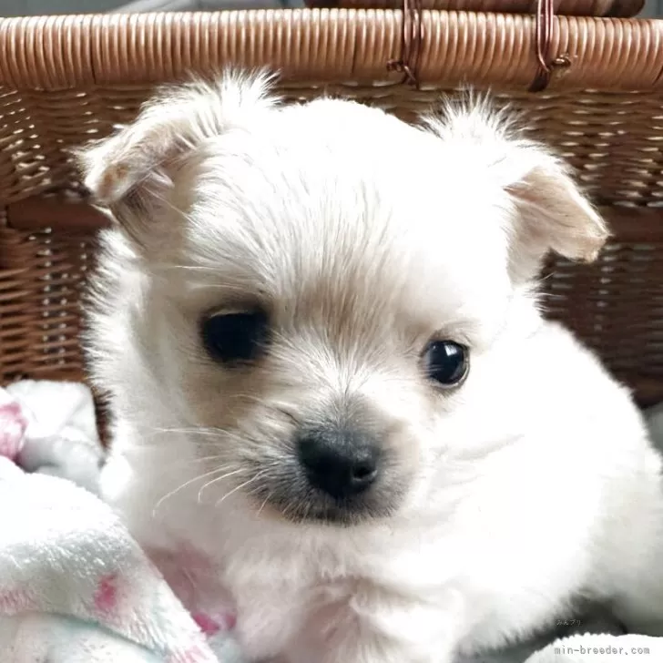 ポメチワ(チワワ×ポメラニアン)【福島県・男の子・2025年3月2日・クリーム】の写真1「ごはんをしっかり食べて成長中」