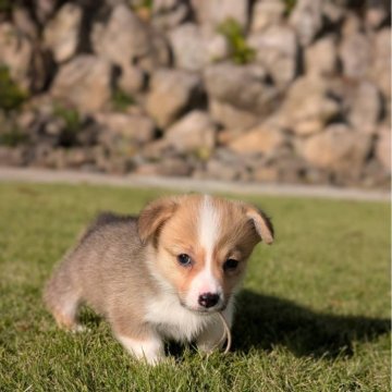 ウェルシュ・コーギー・ペンブローク【福島県・女の子・2025年9月10日・セーブル&ホワイト】の写真「小ぶりな女の子
断尾済み」