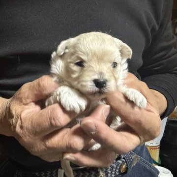 マルプー(トイプードル×マルチーズ)【福島県・女の子・2025年12月1日・クリーム】の写真「かわいい毛色の子です」