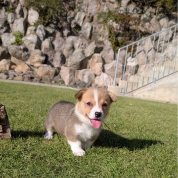 ウェルシュ・コーギー・ペンブローク【福島県・女の子・2025年9月10日・セーブル&ホワイト】の写真「小ぶりでかわいい女の子
断尾済み」
