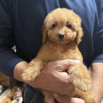 マルプー(マルチーズ×トイプードル)【福島県・女の子・2025年9月10日・レッド】の写真「ちっちゃな女の子」