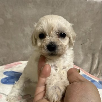 マルプー(マルチーズ×トイプードル)【福島県・男の子・2025年9月12日・ホワイト&クリーム】の写真「毛色が綺麗な子です。
紺色」