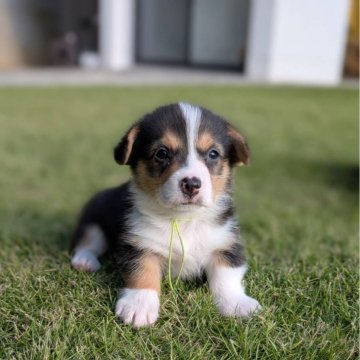 ウェルシュ・コーギー・ペンブローク【福島県・男の子・2025年9月10日・トライカラー】の写真「小ぶりな男の子
断尾済み」