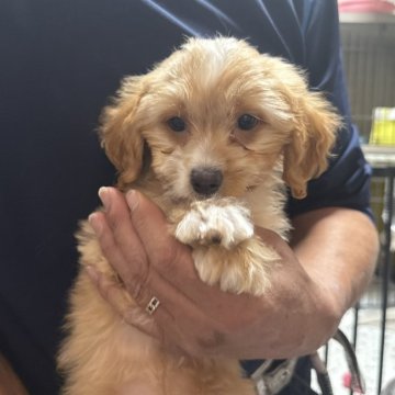 マルプー(マルチーズ×トイプードル)【福島県・男の子・2025年9月10日・アプリコット&ホワイト】の写真「ちょっと寂しがり屋な男の子」