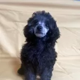 タイニープードル【福島県・女の子・2025年2月19日・シルバー】の写真1「写真更新しました。だいぶシルバー色になって来ました。」