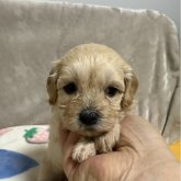 マルプー(マルチーズ×トイプードル)