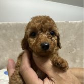 マルプー(マルチーズ×トイプードル)