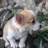 ウェルシュ・コーギー・ペンブローク【福島県・女の子・2025年9月10日・セーブル&ホワイト】の写真2