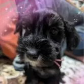 ミニチュアシュナウザー【福島県・女の子・2025年8月12日・ブラック&シルバー】の写真2