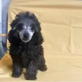 タイニープードル【福島県・女の子・2025年2月19日・シルバー】の写真3