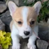 ウェルシュ・コーギー・ペンブローク【福島県・女の子・2025年9月10日・セーブル&ホワイト】の写真3