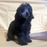 タイニープードル【福島県・女の子・2025年2月19日・シルバー】の写真5