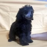 タイニープードル【福島県・女の子・2025年2月19日・シルバー】の写真6